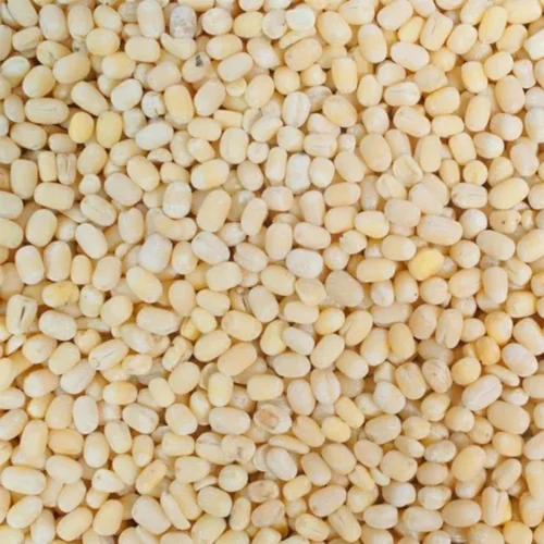Whole Urid Dhal 55lbs